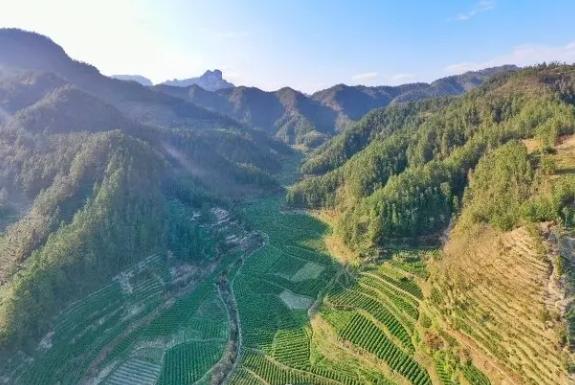 保靖黄金茶春茶生产全流程